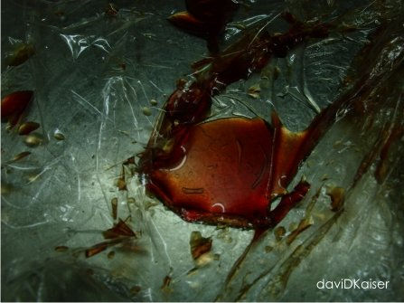 LAGRIMAS DEL CORAZON VIII 