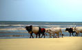 Ganado a las orillas del mar