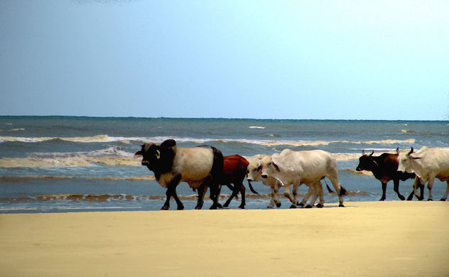 Ganado a las orillas del mar