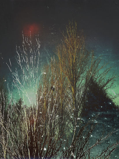 Álamo Naturaleza Color (Digital)