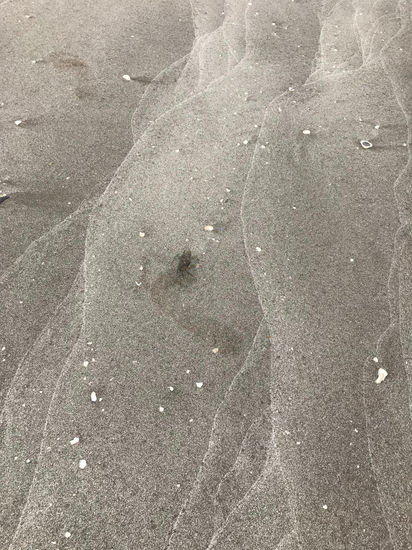 Arena Nature Color (Digital)