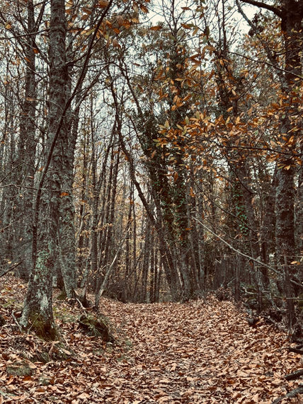 Bosque sagrado