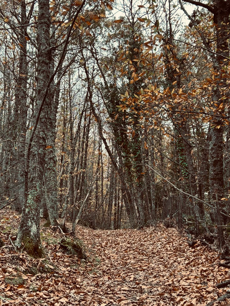 Bosque sagrado