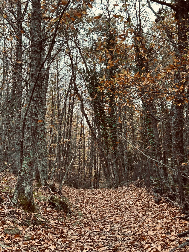 Bosque sagrado