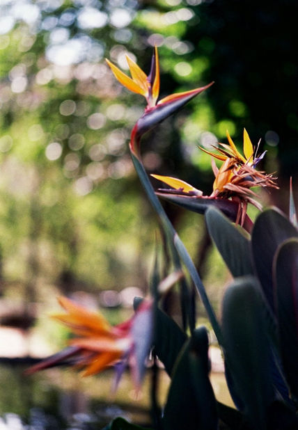 Flores en el parque
