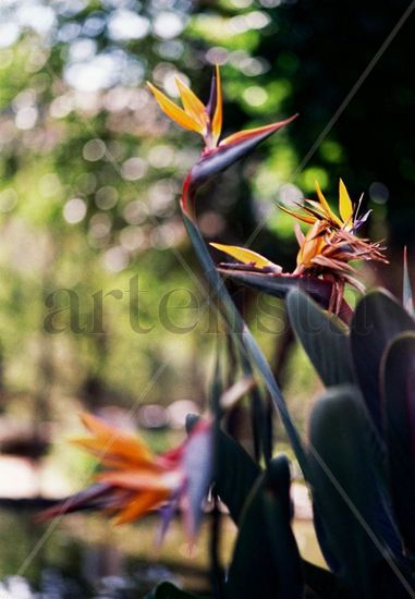 Flores en el parque Nature Color (Manual)