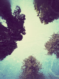 Clorofila espiritual