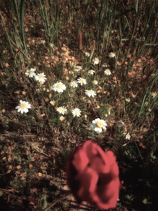 Amapola abstracta