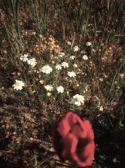 Amapola abstracta Nature Color (Digital)