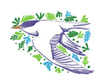 Gaviota sudamericana