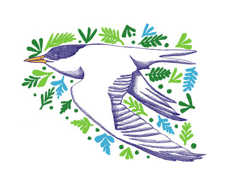 Gaviota sudamericana