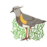 aves de los humedales - pichilemu - chile thumbnail 1