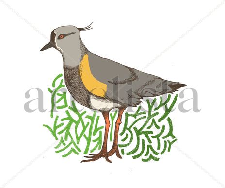 Queltehue