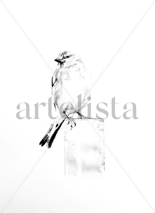 El Pardillo Vulgar II / The Common Linnet II