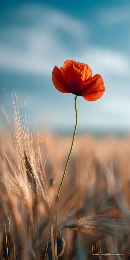 Amapola Insurgente...