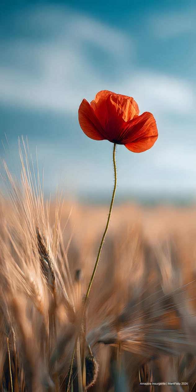 Amapola Insurgente | MartiFelip 2026