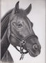 Cabeza de caballo