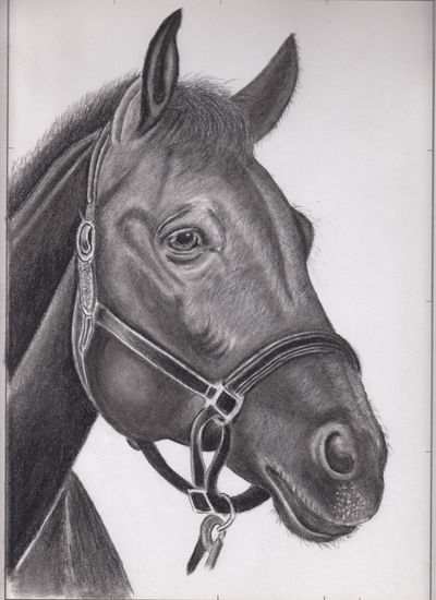 Cabeza de caballo Charcoal