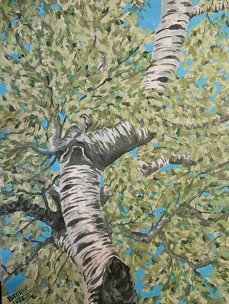 Árbol 1 - Ciutadella