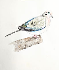 The Mourning Dove