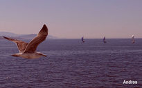 El vuelo de Andros