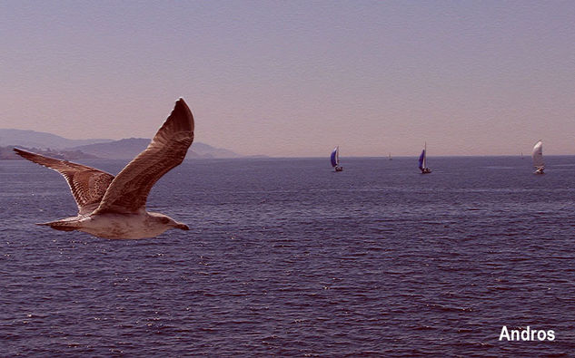 El vuelo de Andros Naturaleza Color (Digital)