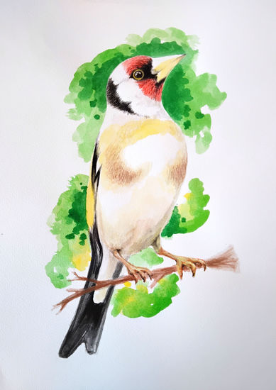 JILGUERO FLOREZ Acuarela Papel Animales