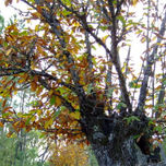 Fotos Naturales thumbnail 2
