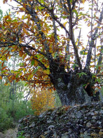 Castaño oscuro