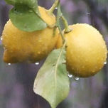 Fotos Naturales thumbnail 1
