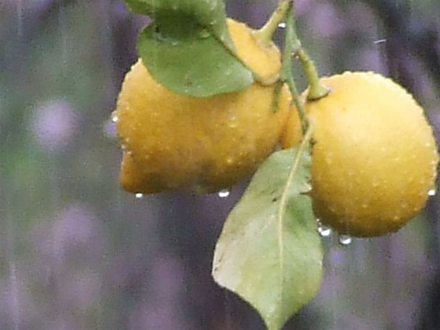 Gotas del Limonero Nature Color (Digital)