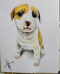 Cachorro