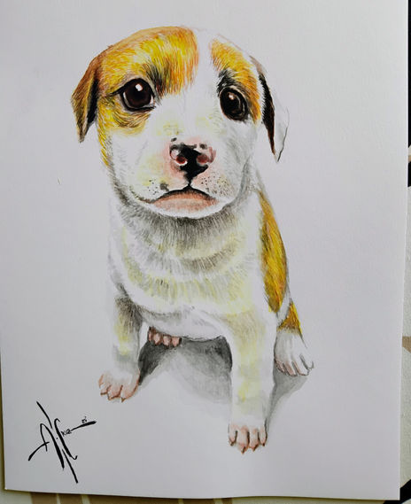 Cachorro