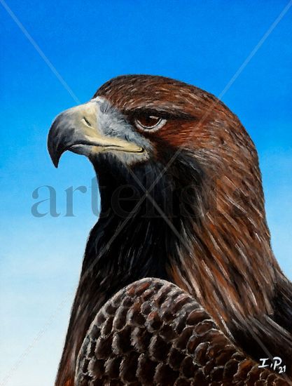 Águila Real Oil Canvas Animals