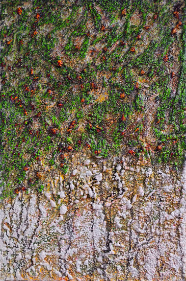 Materia en transición Media Mixta Lienzo Otros