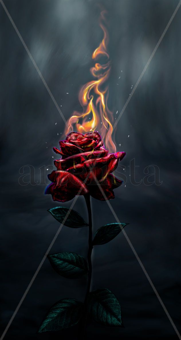 rosa