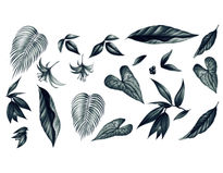 Hojas tropicales