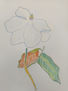 Flor