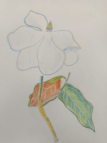 Flor