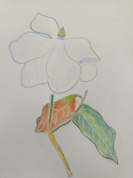 Flor