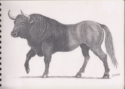 Medio toro /Medio...