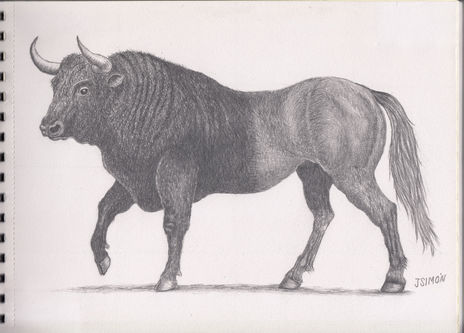 Medio toro /Medio...