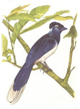 Urraca Azul
