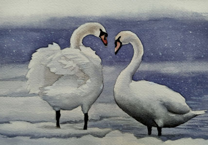 Pareja de cisnes