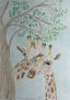 A pair of giraffes