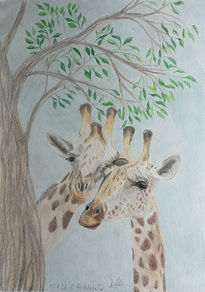 A pair of giraffes