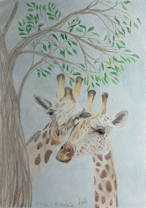A pair of giraffes