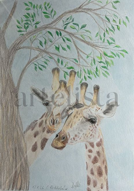 A pair of giraffes