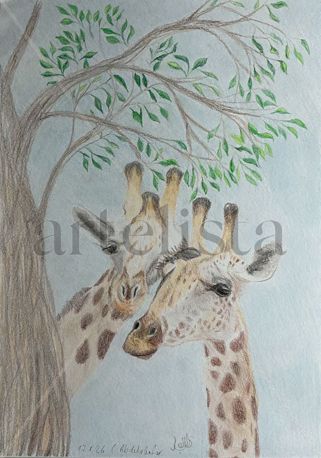 A pair of giraffes
