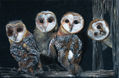 Barn owl quartet